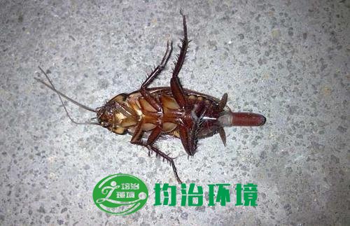 家里有蟑螂怎么辦？
