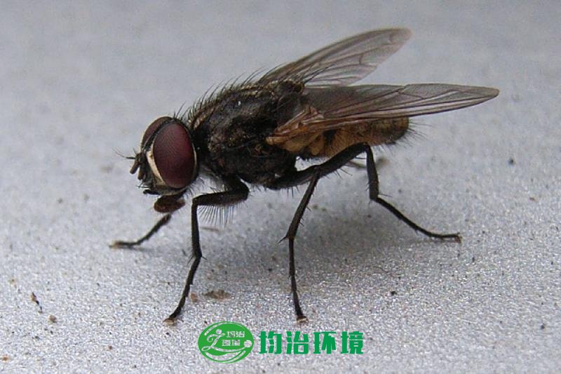 蒼蠅的危害有哪些？