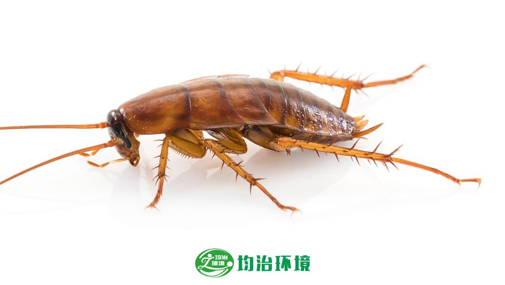 蟑螂是如何來的？