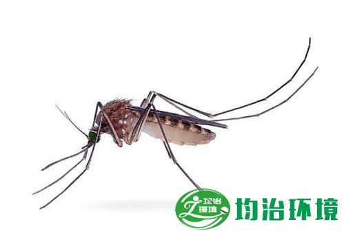 為什么秋后蚊子猛如虎？