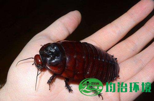 為什么蟑螂不能踩?