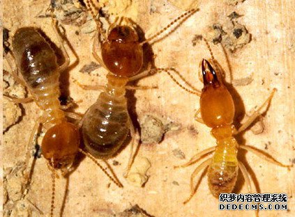 白蟻的主要生活習(xí)性（八個(gè)方面）