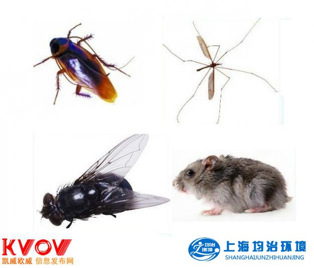 蚊子的主要種類