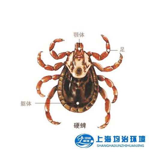 夏季警惕蜱戀上您家寶貝——寵物家長(zhǎng)必知的【
