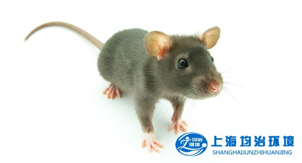 消滅老鼠 預(yù)防疾病