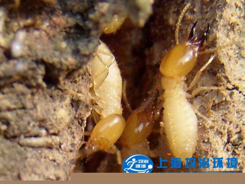 臺(tái)灣乳白蟻的蟻巢形狀與特征