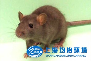 被老鼠咬傷后該怎么辦